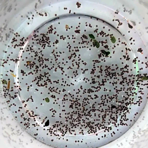 Triops eggs are collected by the dozen