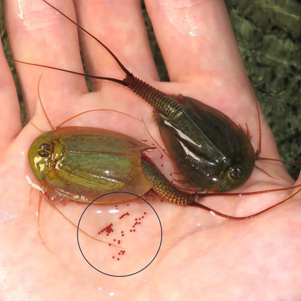 Triops eggs in hand