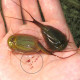 Triops eggs in hand