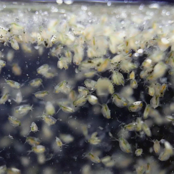 Daphnia pulex communément appelées "puces d'eau"