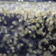 Daphnia pulex communément appelées "puces d'eau"