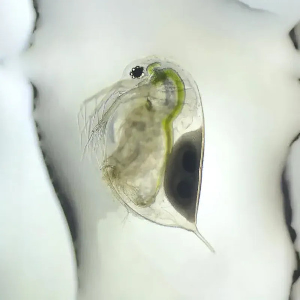 Daphnies : un aliment vivant idéal pour vos Triops