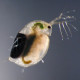 Les daphnies sont un aliment naturel parfaitement adapté aux Triops