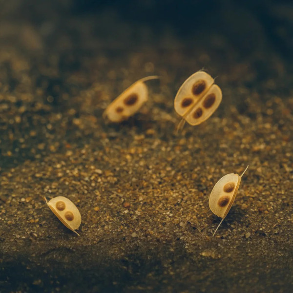 Les éphippies de Daphnie pulex sont une coque résistante dans laquelle les oeufs sont placés