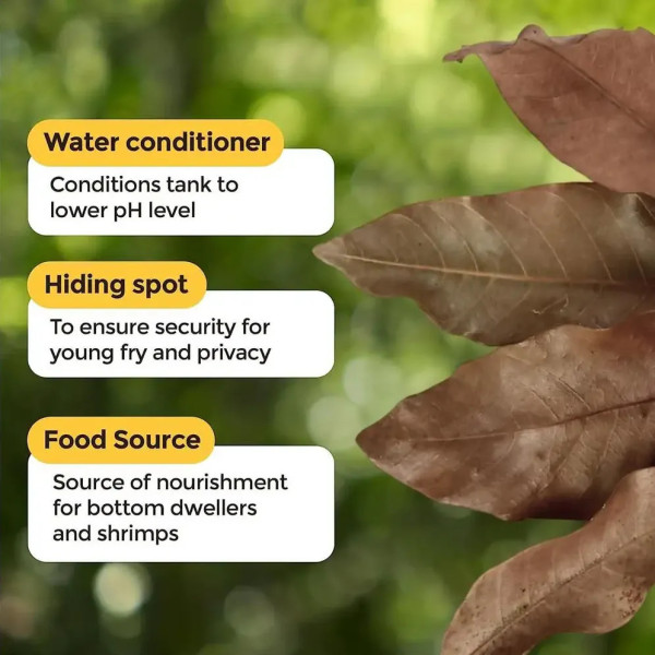 Water conditioner : Dried Longane leaves (Dimocarpus longan)
