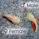Triops Mongolia majoritairement gonochorique (séparé en mâles et femelles, ratio 50:50)