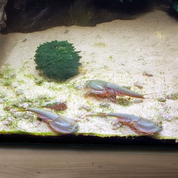 Triops mongolia est une espèce présumée endémique des steppes de Mongolie