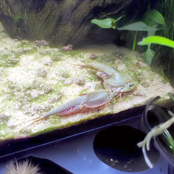 kit complet pour démarrer facilement votre élevage de Triops Mongolia