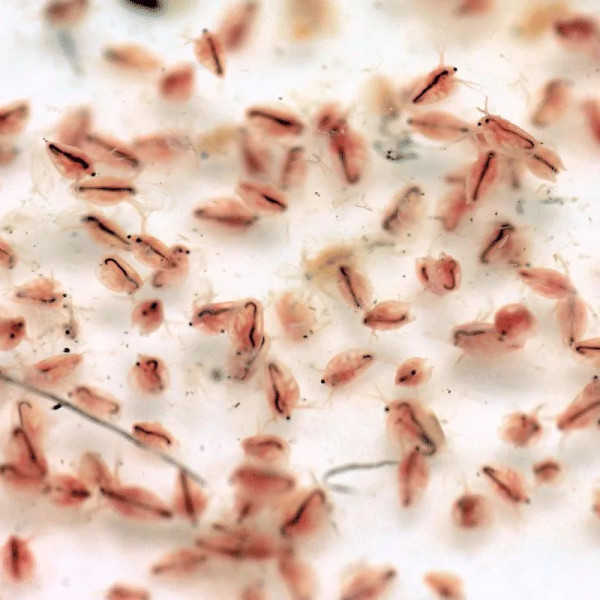 50 œufs de Moina macrocopa (puce d'eau japonaise)