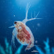 En aquariophilie, Moina macrocopa est très prisée comme nourriture vivante