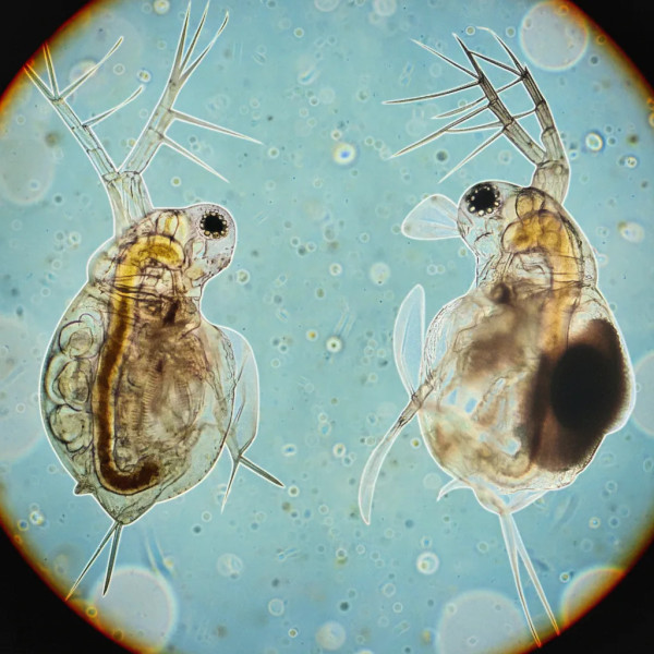 Moina macrocopa est un minuscule crustacé d'eau douce appartenant à l'ordre des Cladocères (comme les daphnies)