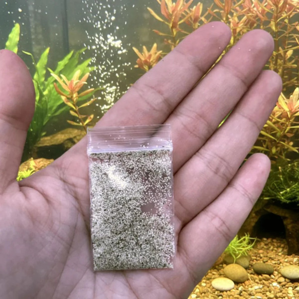 50 oeufs de Moina macrocopa (puce d'eau japonaise)