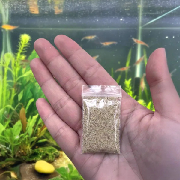 Packet of 200 Branchinella thailandensis (fairy shrimp) eggs