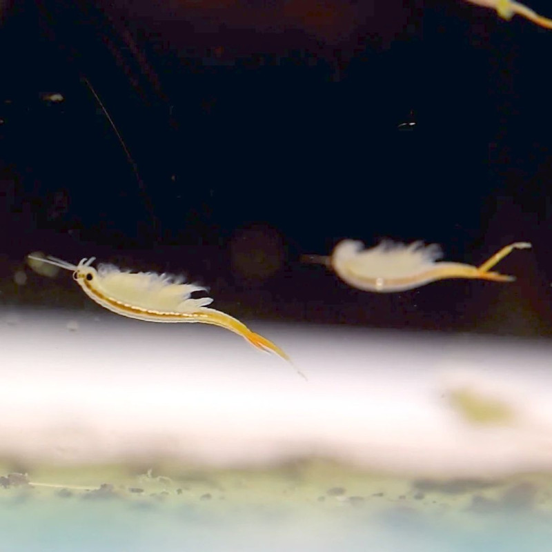 200 eggs of Branchinella thailandensis (fairy shrimp)