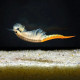 Branchinella thailandensis is often called fairy shrimp or Thai fairy shrimp