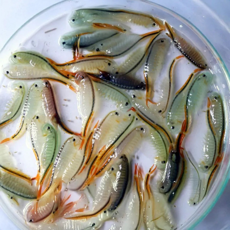 200 eggs of Branchinella thailandensis (fairy shrimp)