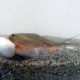 Kit 50 Oeufs de Triops Longicaudatus