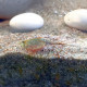Triops longicaudatus, crustacés, Notostracés, Branchiopodes, Triopsidae
