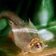 Triops longicaudatus, crustacés préhistoriques, Notostracés, Branchiopodes, Triopsidae