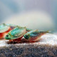 Triops longicaudatus, crustacés d'eau douce, ordre des Notostracés, classe des Branchiopodes, famille Triopsidae
