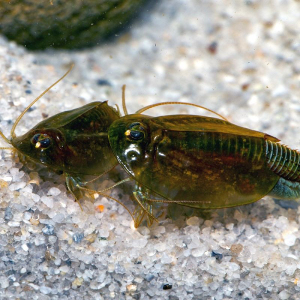 Triops cancriformis, European tadpole shrimp or tadpole shrimp