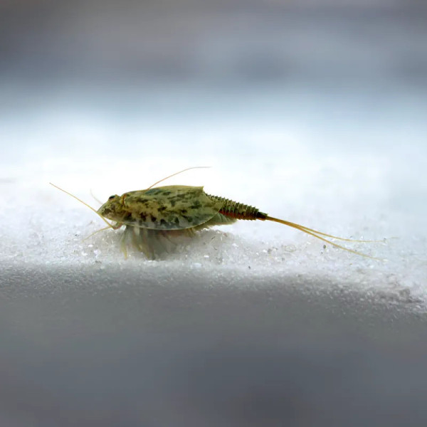 Triops cancriformis (Bosc, 1801), Branchiopoda, Notostraca, Triopsidae