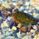 Triops cancriformis : European tadpole shrimp found in Europe to the Middle East and India