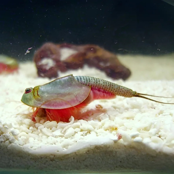 Triops longicaudatus est une espèce de crustacés phyllopodes de la famille des Triopsidés