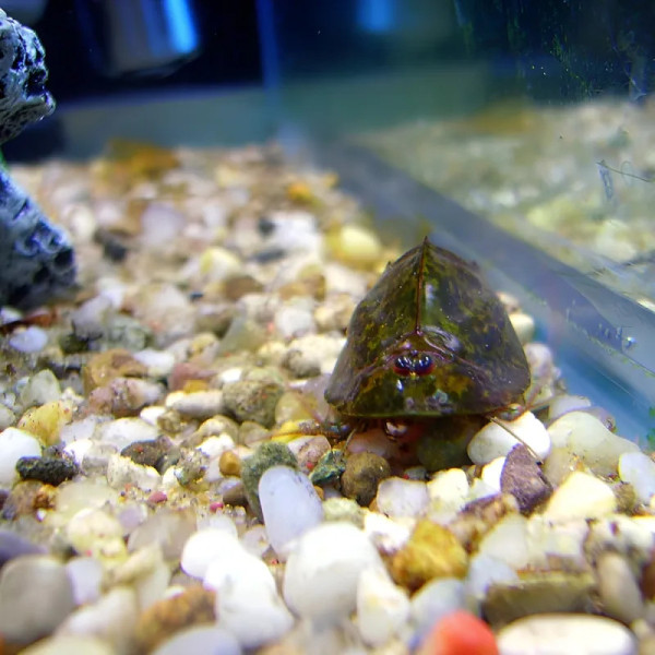 Triops cancriformis (Bosc, 1801), European tadpole shrimp found in Europe to the Middle East and India