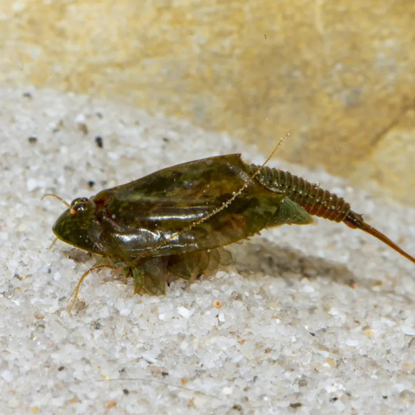 Triops cancriformis (Bosc, 1801)