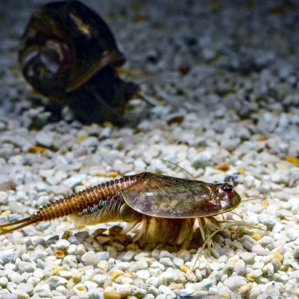 Triops granarius (Lucas, 1864), triopsidae