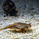 Triops granarius (Lucas, 1864), triopsidae