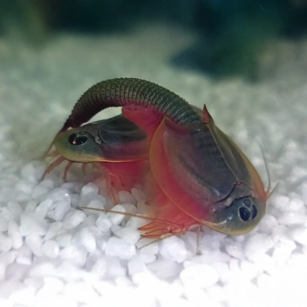 Triops granarius are among the most widely distributed species of triops across the globe