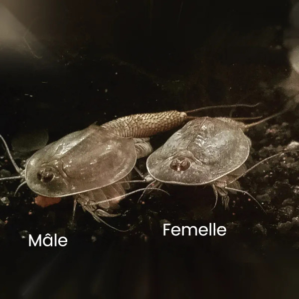 Triops granarius is a species of tadpole shrimp