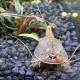 Triops granarius is a species of tadpole shrimp with a broad distribution from Africa and the Middle East to China and Japan