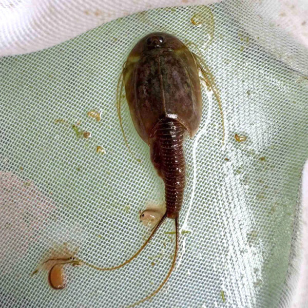 Triops granarius, Branchiopoda, Notostraca, Triopsidae