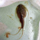 Triops granarius, Branchiopoda, Notostraca, Triopsidae