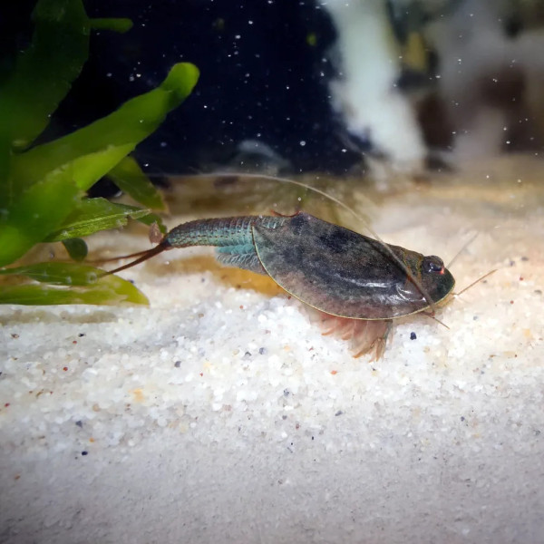 Triops australiensis is a branchiopod crustacean endemic to Australia