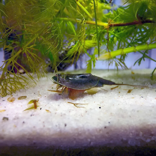 Triops australiensis, Triopsidae, Branchiopoda, Crustacea, Notostraca, Animalia