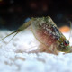 Triops Newberryi, Triopsidae, The American triops, omnivorous, hermaphrodite, active, robust, prefers warm waters