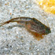 Native to North America, Triops newberryi prefers warm waters (27 to 30°C) and a dynamic lifestyle