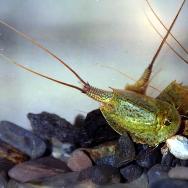 Triops mauritanicus is a rare crustacean native to Mediterranean regions.