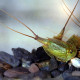 Triops mauritanicus est un crustacé rare, dynamique et moins cannibale que d'autres