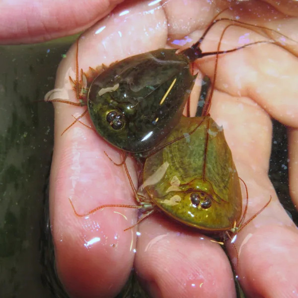 Triops mauritanicus est un crustacé rare, originaire des régions méditerranéennes