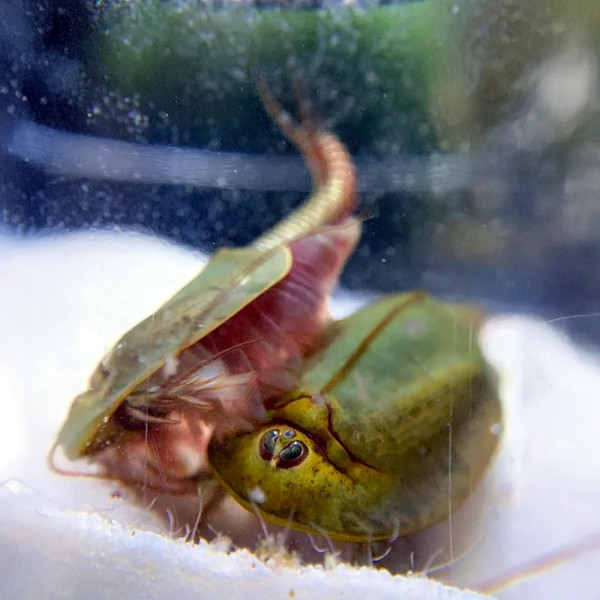 Triops mauritanicus est une espèce rare