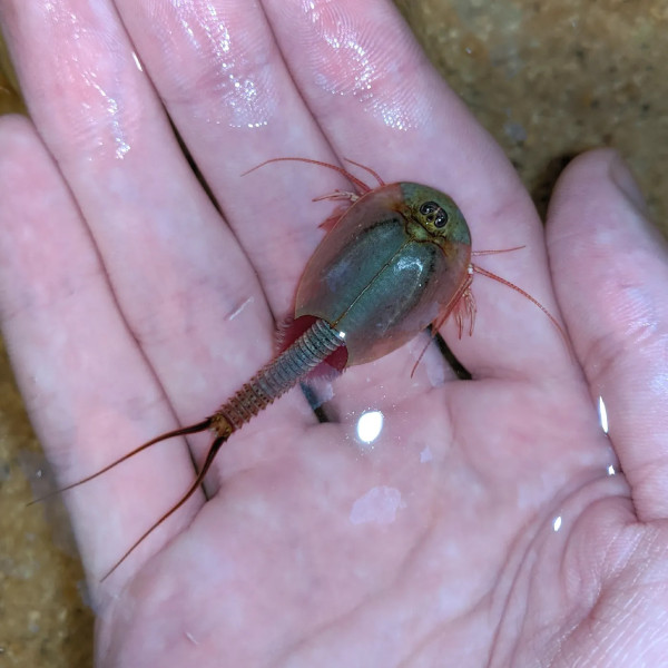 Triops mauritanicus est un crustacé branchiopode appartenant à la famille des Triopsidae, originaire notamment de Mauritanie