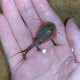 Triops mauritanicus est un crustacé branchiopode appartenant à la famille des Triopsidae, originaire notamment de Mauritanie