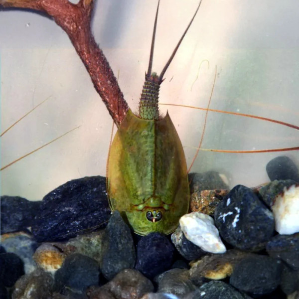 Triops mauritanicus est un crustacé branchiopode rare