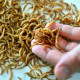 Les vers de farine séchés (Tenebrio molitor) sont une source alimentaire idéale pour les Triops