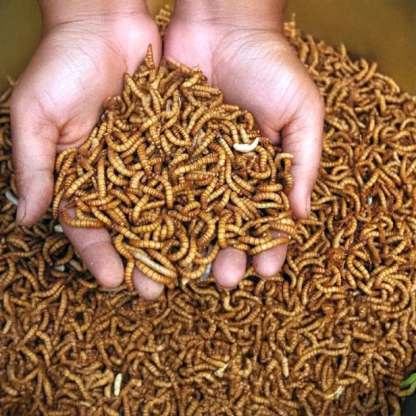 Les Triops juvéniles et adultes peuvent parfaitement manger et digérer les vers de farine séchés